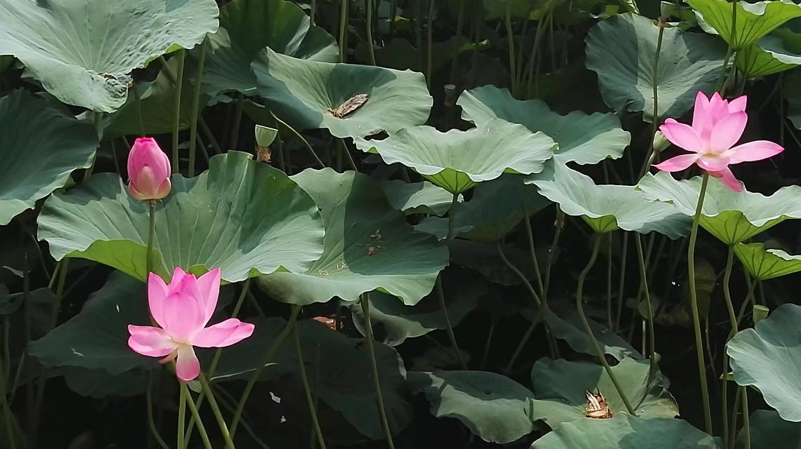 1652839195479379.png 姜青青2.png